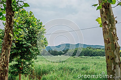 Summer of Ansan Reed Marsh Park in Ansan, Korea Stock Photo