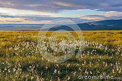 Summer in the Arctic. Cotton-grass in the tundra. Stock Photo