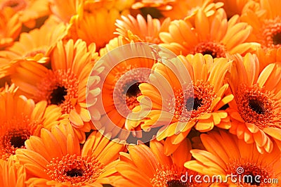 Summer/autumn blossoming gerbera flowers orange background Stock Photo
