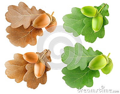 Summer and autumn oak tree leaves and acorns isolated collection Stock Photo