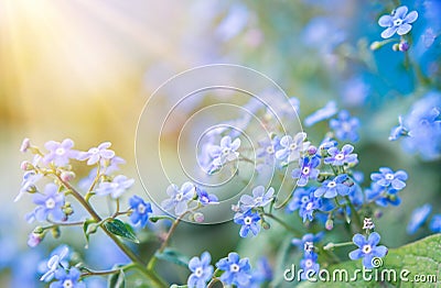 Summer background with blue flowers forget me nots and the sun Stock Photo