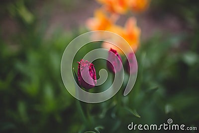 Summer background concept presented by purple tulips growing in Stock Photo