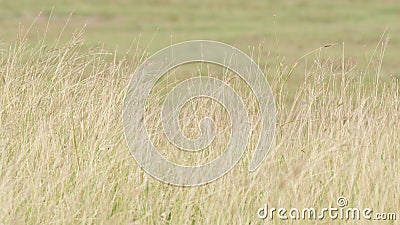 Summer background, dry grass flower blowing in the wind, red reed sway in the wind with blue sky background Stock Photo