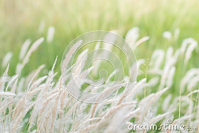 Summer background, dry grass flower blowing in the wind, red reed sway in the wind with blue sky background Stock Photo