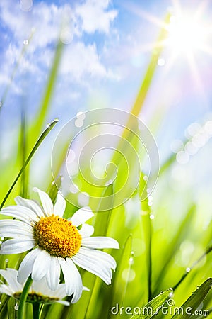 Summer background with flowers in grass Stock Photo