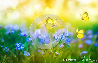 Summer background with forget me not blue flowers and butterflies. Beautiful nature landscape Stock Photo