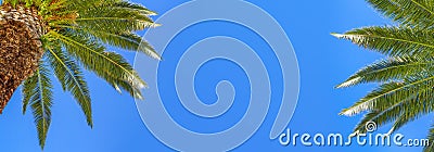 Summer background, panorama, banner - palm trees against the sky Stock Photo