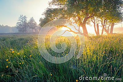 Summer background. Summer nature early in the morning. Colorful Stock Photo