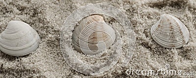 Summer background three seashells on the beach. Stock Photo