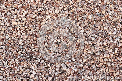 Summer background of wet shells on beach with various shells, including whole shells and broken shells at dawn in soft sunlight fo Stock Photo