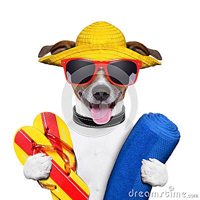 Summer beach dog Stock Photo