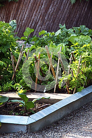 A summer bed in a vegetable garden with mixed crops Stock Photo