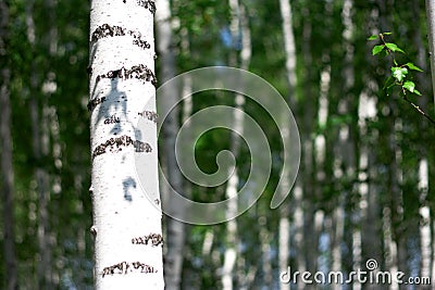 Summer birch grove Stock Photo