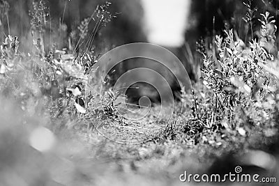 Summer black and white Norway forest path backdrop Stock Photo