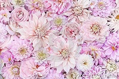 Summer blossoming delicate dahlias, blooming flowers festive background, pastel and soft bouquet floral card Stock Photo