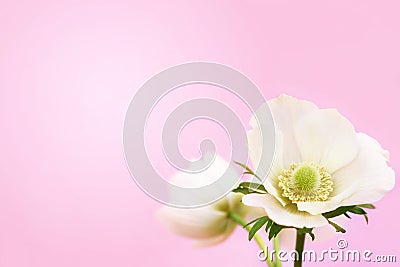 Summer blossoming delicate white anemone flowers festive background Stock Photo