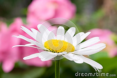 Summer blossoming white daisy flower (close-up) Stock Photo