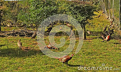 Summer in the Bourgogne, France. Pheasant farm Stock Photo