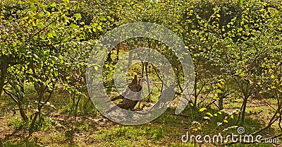 Summer in the Bourgogne, France. Pheasant farm Stock Photo