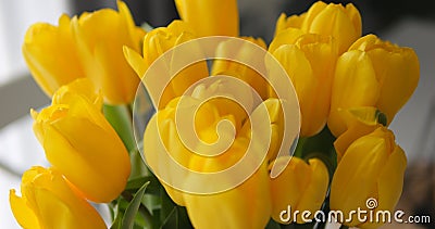 Summer bunch of intense bright yellow dutch tulip buds close up shot. Spring Stock Photo
