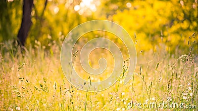 Summer closeup butterfly in sunset light. Bright landscape. Inspirational nature banner background. Stock Photo