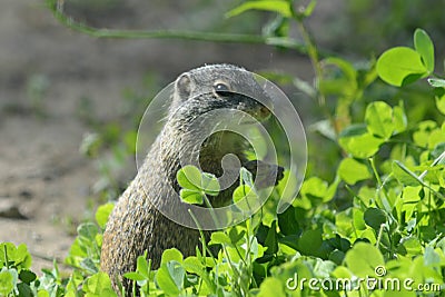 Summer Foraging Franklin`s Ground Squirrel Stock Photo