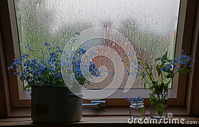 Summer cloudy rainy still life with flowers on the window. Forget-me-nots blue flowers on the window, raindrops on the window Stock Photo