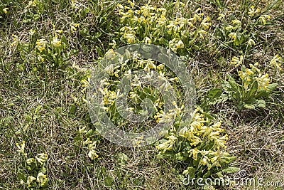 Summer is coming in natural meadow with cowslips Stock Photo