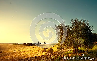Summer countryside landscape; farm field and olives tree Stock Photo
