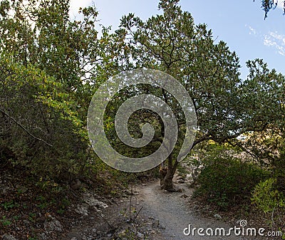 Summer Crimean landscape, juniper grove on a sunny day, Golitsyn Trail, Crimea Stock Photo