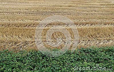Summer Croped Straw Field and Brumbles Stock Photo