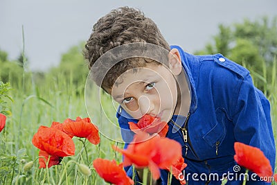 In the summer on the curly boy sniffing poppies. Stock Photo