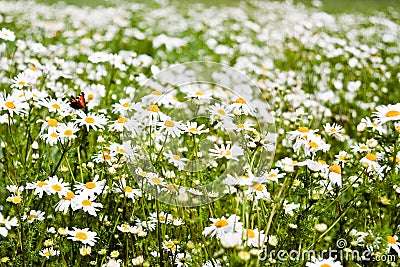 Summer daisies Stock Photo