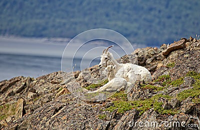 Summer Dall Sheep Stock Photo