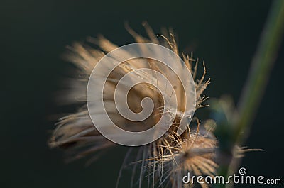 Seeds salsify Tragopogon in the wind. Abstraction. Macro. Selective focus. Stock Photo