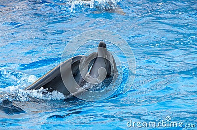 A pair of cheerful, flying dolphins dancing a delicate dance Stock Photo