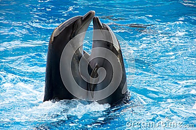 A pair of cheerful, flying dolphins dancing a delicate dance Stock Photo