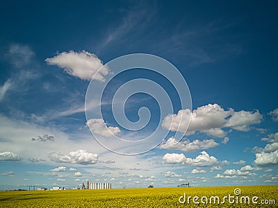 Yellow fields under the clouds in the blue sky Stock Photo
