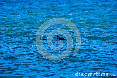 Coot on the water Stock Photo