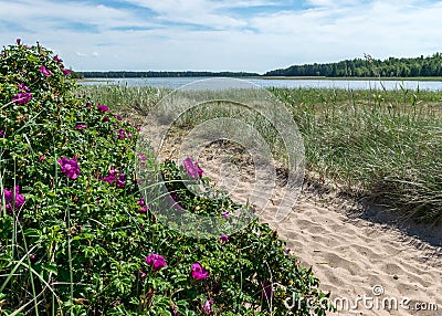 Summer day with the flowering shore of Saaremaa, sandy footpath in the sand dunes, Harilaid Nature Reserve, Estonia, Baltic Sea Stock Photo