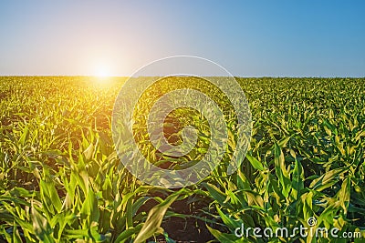 Summer day highlights the agricultural field, which is growing in neat rows, high, green, sweet corn. Stock Photo