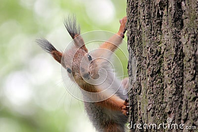 Summer day in Moscow park squirrel Stock Photo