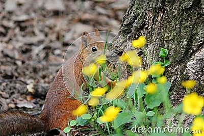 Summer day in Moscow park squirrel Stock Photo