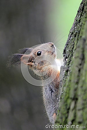 Summer day in Moscow park squirrel Stock Photo