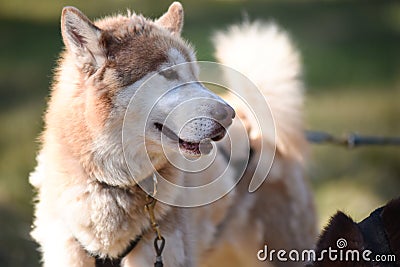 Summer Dog Sled Training Stock Photo