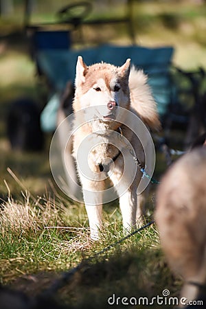 Summer Dog Sled Training Stock Photo