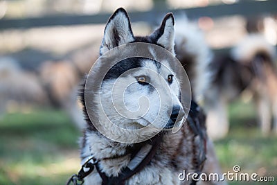 Summer Dog Sled Training Stock Photo