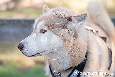 Summer Dog Sled Training Stock Photo