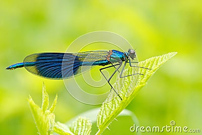 Summer dragonfly Banded Demoiselle, Calopteryx splendens. Macro picture of dragonfly on the leave. Blue dragonfly in the nature. D Stock Photo