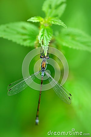 Summer dragonfly Blue Damselfly. Macro picture of dragonfly on the leave. Dragonfly in the nature. Insect in the nature habitat. Stock Photo